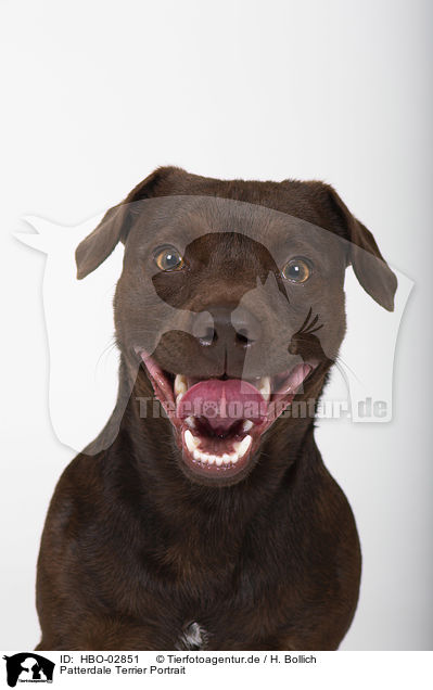 Patterdale Terrier Portrait / HBO-02851