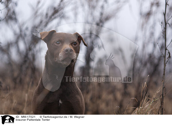 brauner Patterdale Terrier / brown Patterdale Terrier / MW-17021