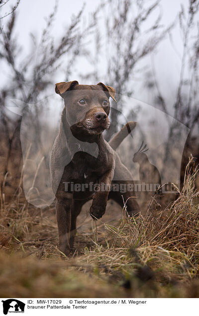 brauner Patterdale Terrier / MW-17029