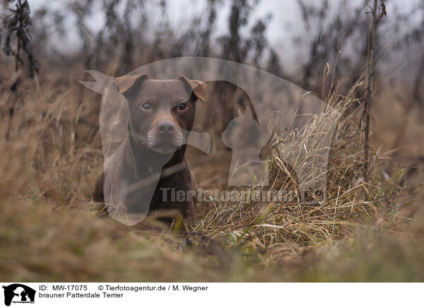 brauner Patterdale Terrier / brown Patterdale Terrier / MW-17075