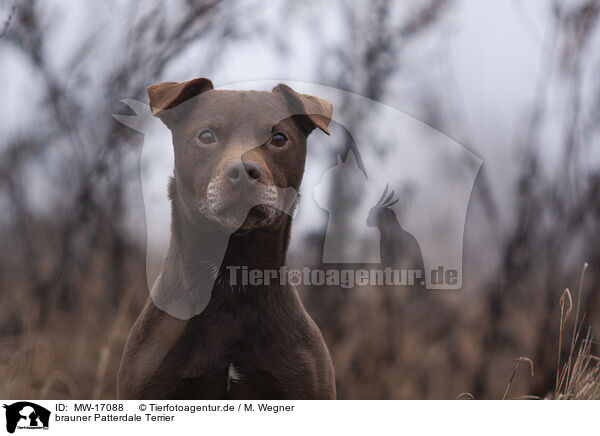 brauner Patterdale Terrier / MW-17088