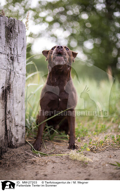 Patterdale Terrier im Sommer / MW-27203
