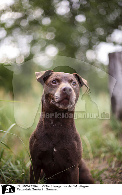 Patterdale Terrier im Sommer / MW-27204