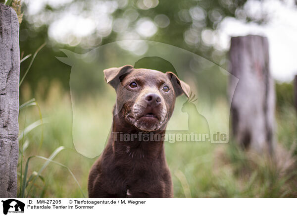 Patterdale Terrier im Sommer / MW-27205