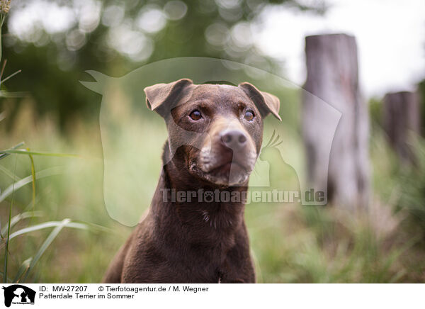 Patterdale Terrier im Sommer / MW-27207