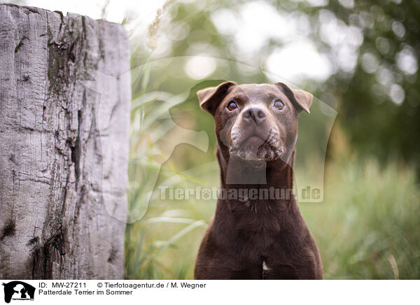 Patterdale Terrier im Sommer / MW-27211