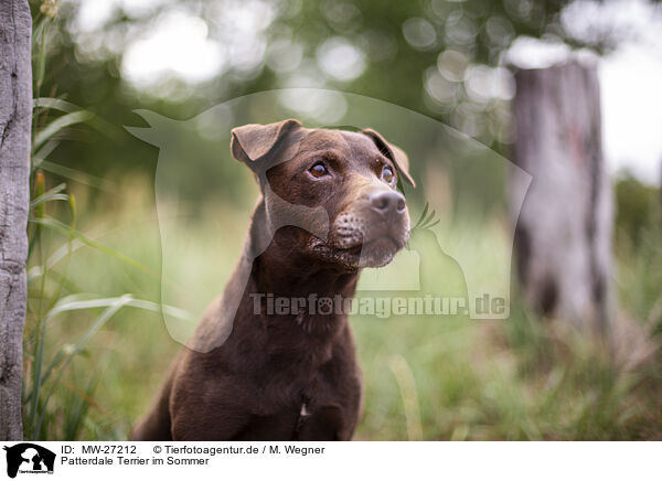 Patterdale Terrier im Sommer / MW-27212