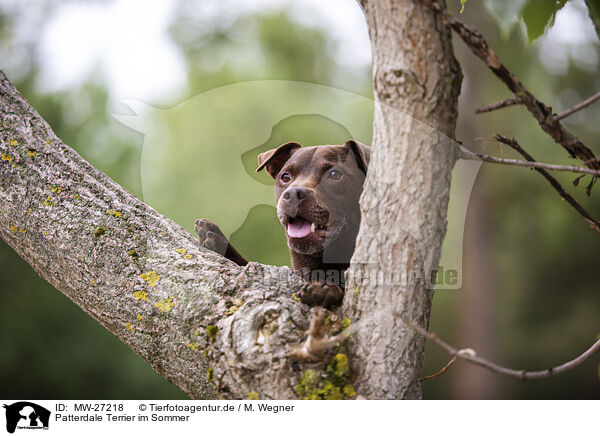 Patterdale Terrier im Sommer / MW-27218