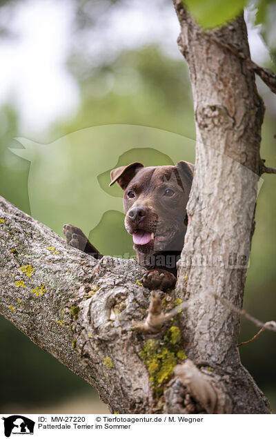 Patterdale Terrier im Sommer / MW-27220