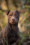 Patterdale Terrier Portrait