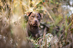 Patterdale Terrier Portrait