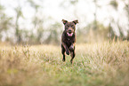 rennender Patterdale Terrier