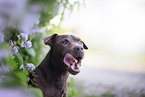 Patterdale Terrier Portrait