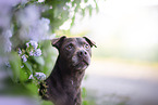 Patterdale Terrier Portrait