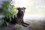 liegender Patterdale Terrier