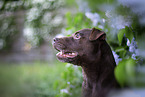 Patterdale Terrier Portrait