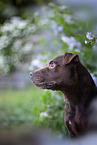 Patterdale Terrier Portrait