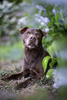 liegender Patterdale Terrier