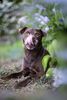 liegender Patterdale Terrier