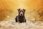 brauner Patterdale Terrier Rde