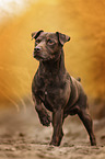 brauner Patterdale Terrier Rde