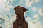 Patterdale Terrier Portrait