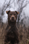 brauner Patterdale Terrier