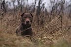 brauner Patterdale Terrier