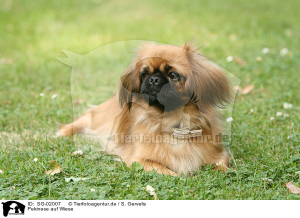Pekinese auf Wiese / SG-02007