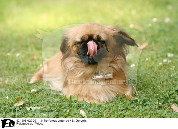 Pekinese auf Wiese / SG-02009