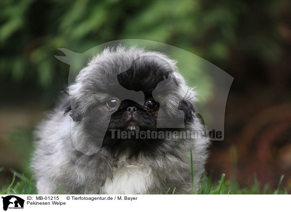 Pekinesen Welpe / Pekinese Puppy / MB-01215