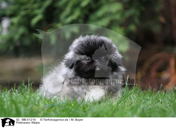 Pekinesen Welpe / Pekinese Puppy / MB-01216