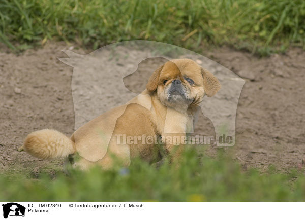 Pekinese / Pekingese / TM-02340