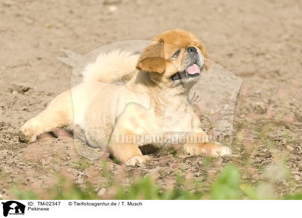 Pekinese / Pekingese / TM-02347