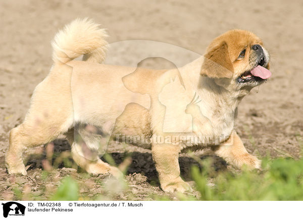 laufender Pekinese / TM-02348