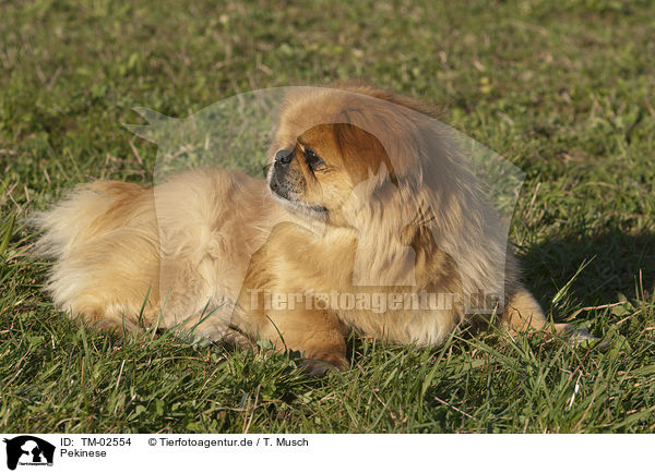 Pekinese / TM-02554