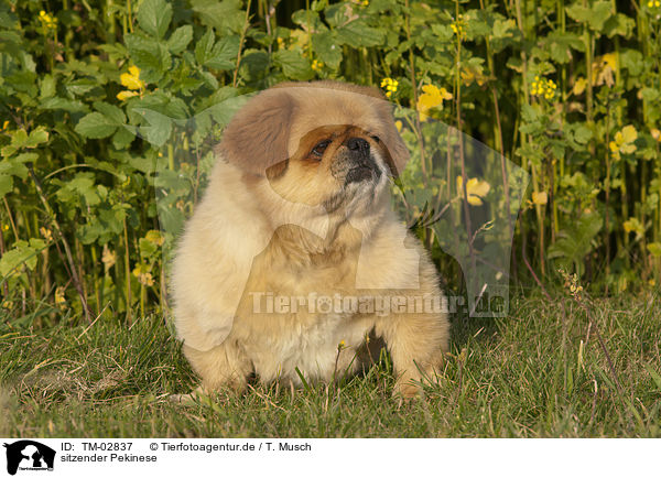 sitzender Pekinese / sitting Pekinese / TM-02837