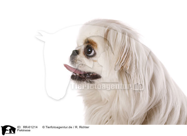 Pekinese / Pekingese / RR-61214
