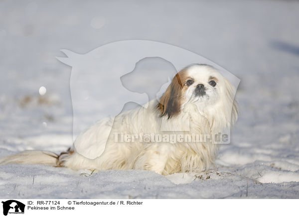 Pekinese im Schnee / RR-77124