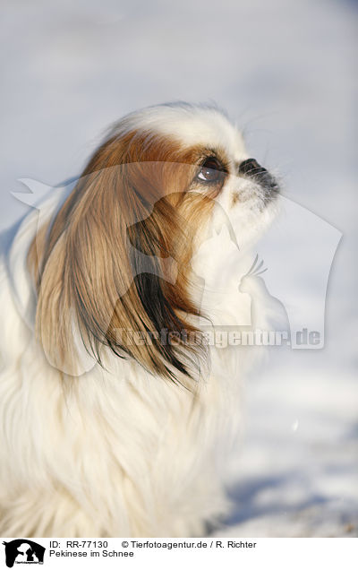 Pekinese im Schnee / RR-77130