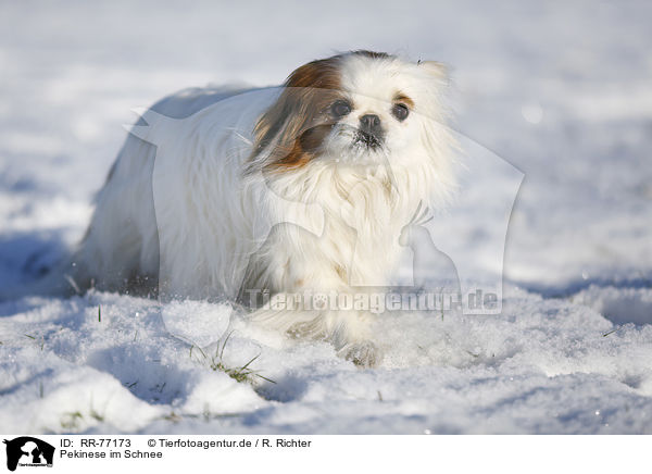 Pekinese im Schnee / RR-77173