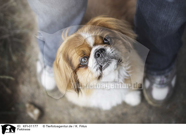 Pekinese / pekineses / KFI-01177