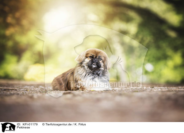 Pekinese / pekineses / KFI-01179