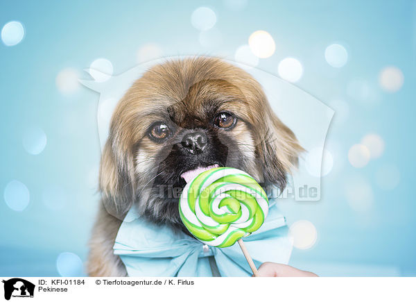 Pekinese / pekineses / KFI-01184