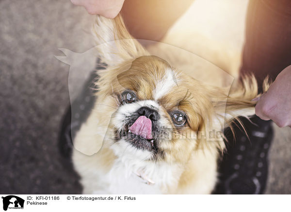 Pekinese / KFI-01186