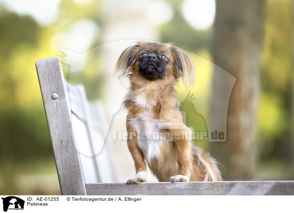 Pekinese / Pekinese / AE-01255