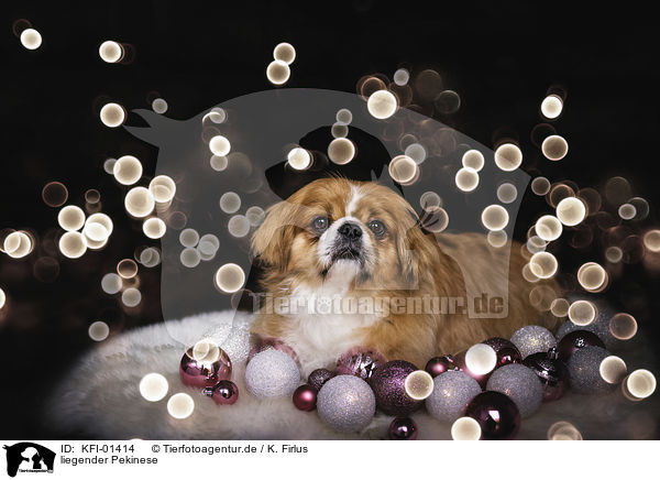 liegender Pekinese / KFI-01414