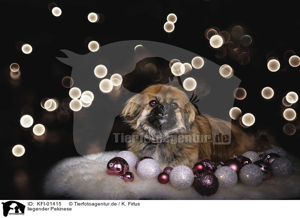 liegender Pekinese / lying Pekinese / KFI-01415