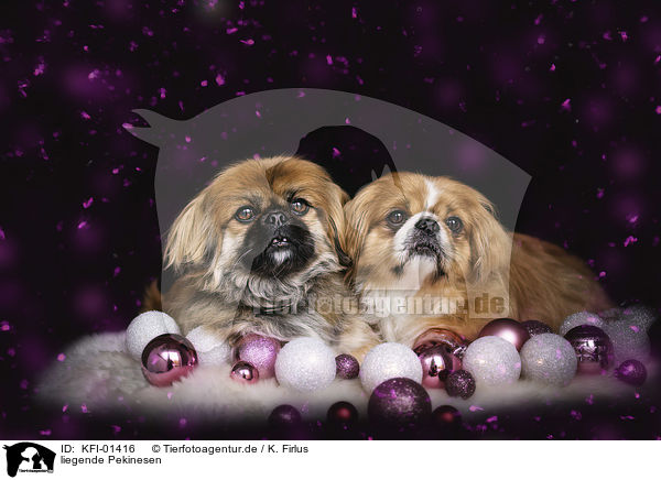 liegende Pekinesen / lying Pekinese / KFI-01416
