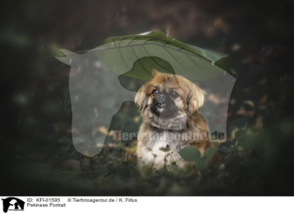 Pekinese Portrait / KFI-01595